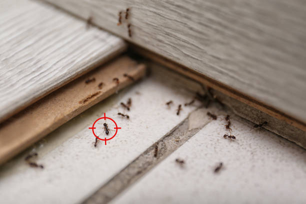 Best Termite Control Services  in Baxter, TN